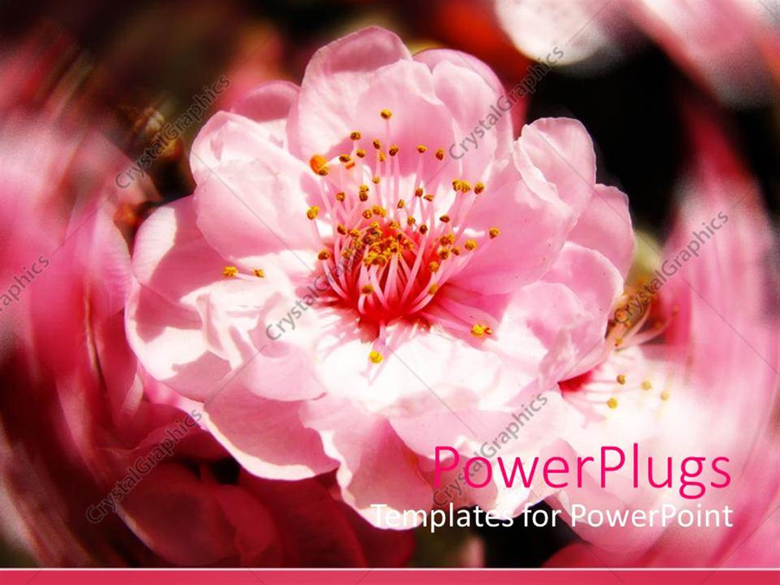 cherry blossom powerpoint template