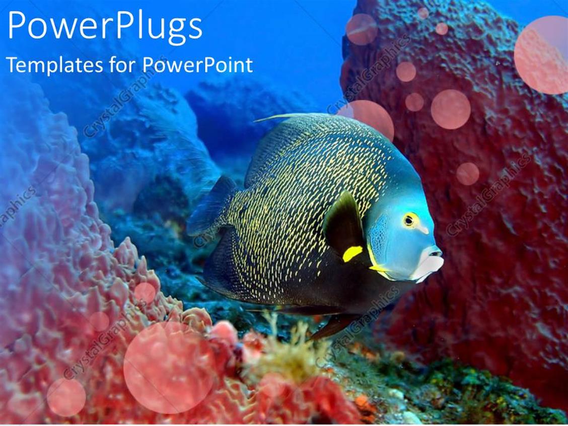 Powerpoint Template Glowing Fish Swimming Over Coral Reef In Water Setting 26596 Coral Reef Powerpoint Template Free